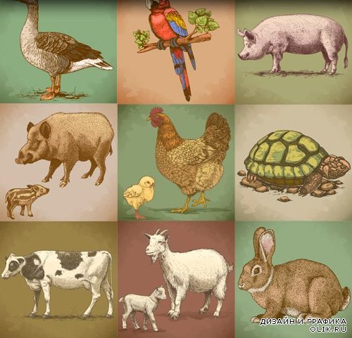 Set of animals - Набор животных