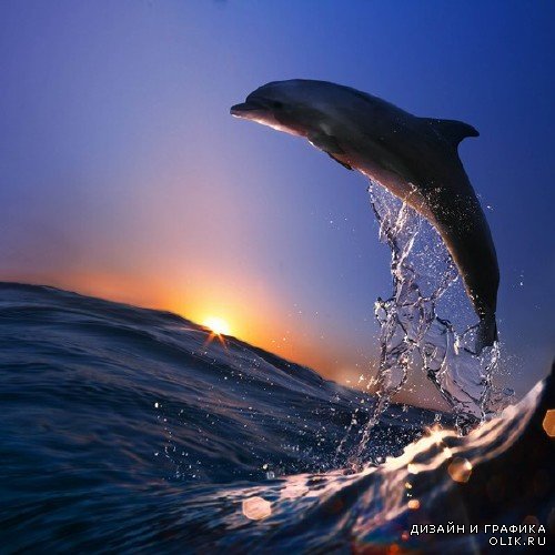 Красивые Дельфины (подборка изображений)