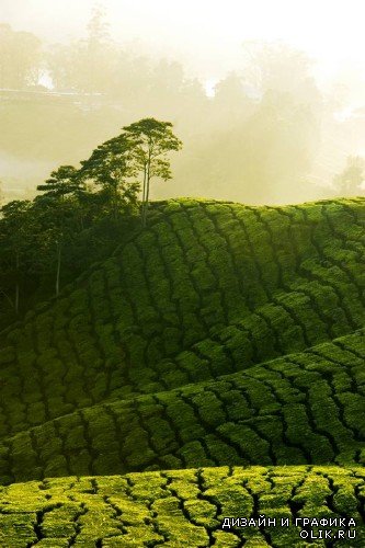 Чайная плантация (подборка изображений)
