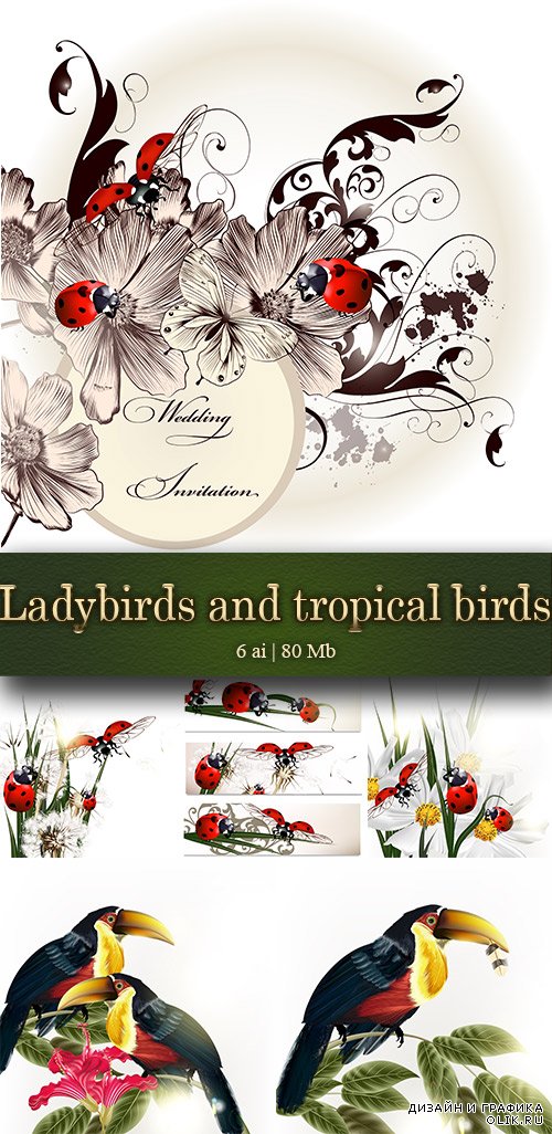Vector ladybugs and tropical birds - Векторные божьи коровки и тропические птицы