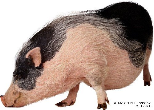 Домашний скот: Свинья, поросенок (подборка изображений)