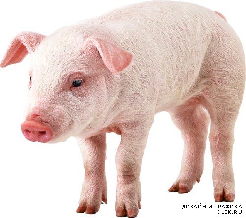 Домашний скот: Свинья, поросенок (подборка изображений)