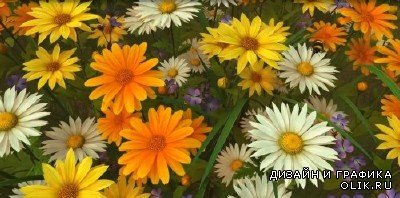 Футаж - Полевые цветы