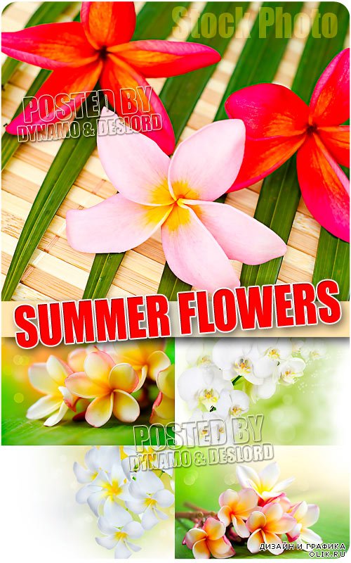Летние цветы - Растровый клипарт