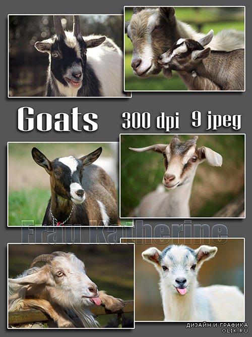 Подборка фотографий коз, козлят-символ 2015 года