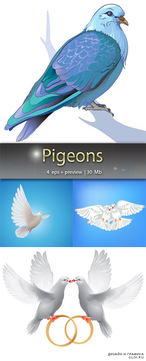 Голуби - Pigeons