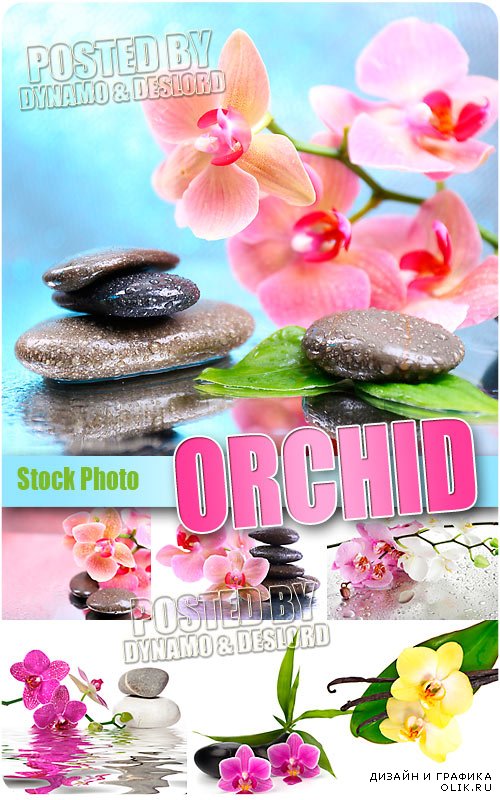 Орхидеи - Растровый клипарт