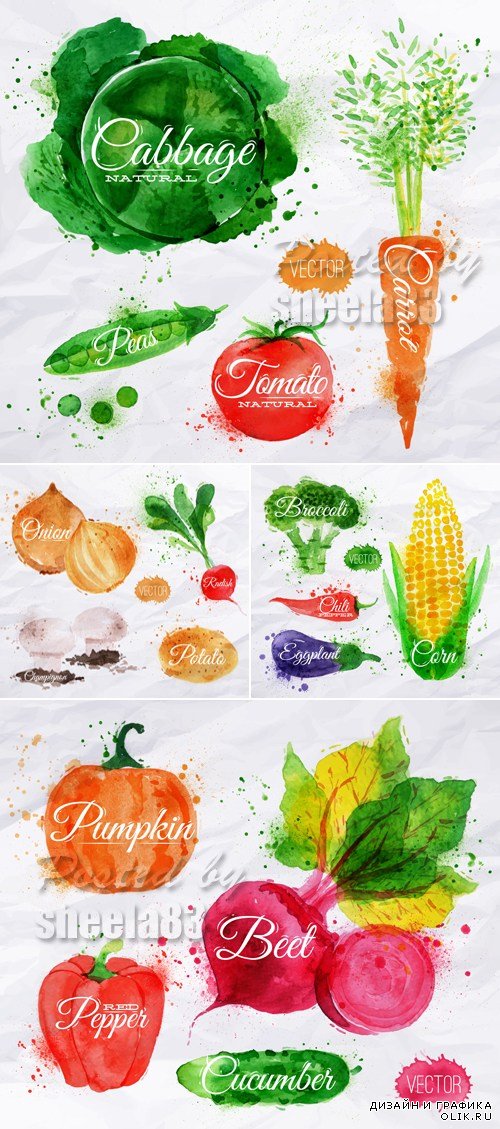 Watercolor Vegetables Vector