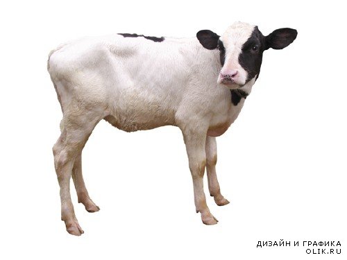 Домашний скот: Теленок, бычок (подборка изображений)
