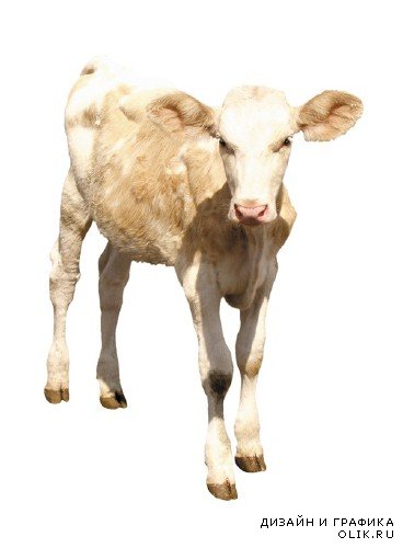 Домашний скот: Теленок, бычок (подборка изображений)