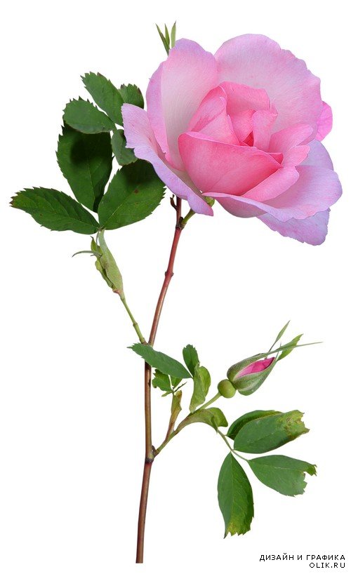Розовые розы - цветы и букеты