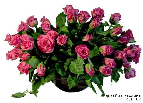 Розовые розы - цветы и букеты