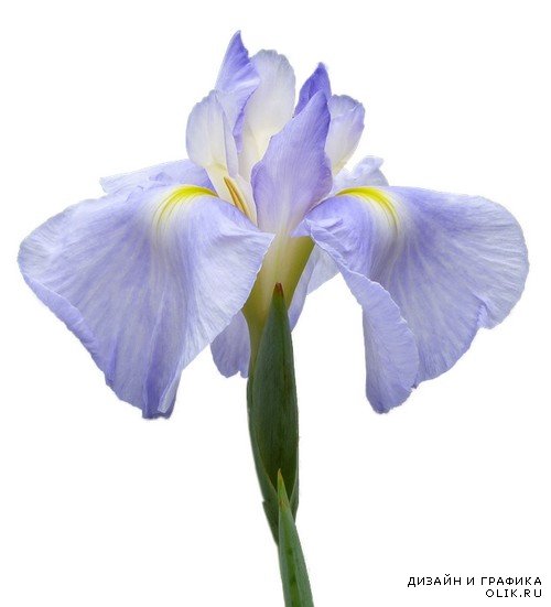 Ирис - чудо-цветок