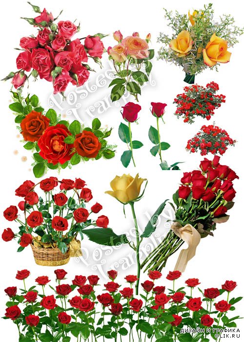 Розы на прозрачном фоне - Roses on a transparent background