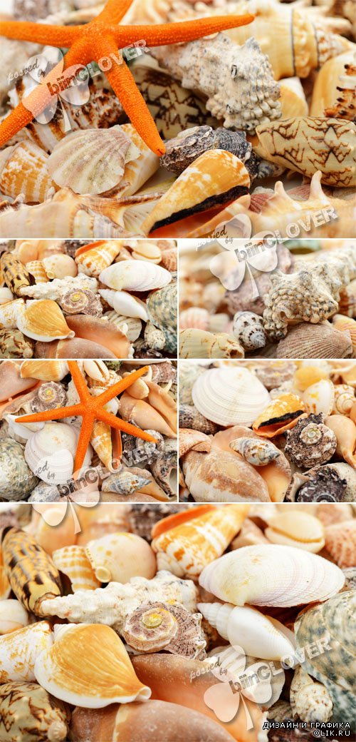 Sea shells 0592