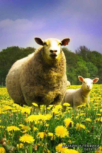 Домашний скот: Овца, ягненок (растровая подборка)