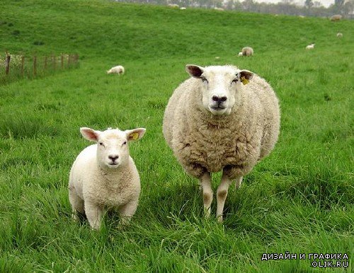 Домашний скот: Овца, ягненок (растровая подборка)