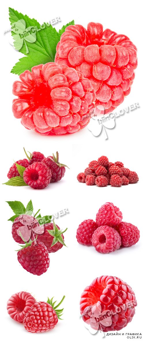 Raspberries 0595