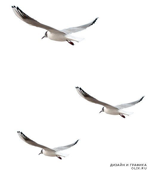 Птицы у воды - чайки, аисты, цапли, фламинго на прозрачном фоне