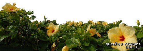Гибискус - цветы на прозрачном фоне