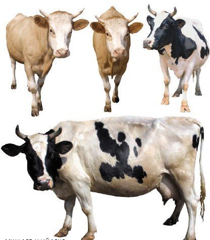Домашний скот: Корова (подборка изображений)