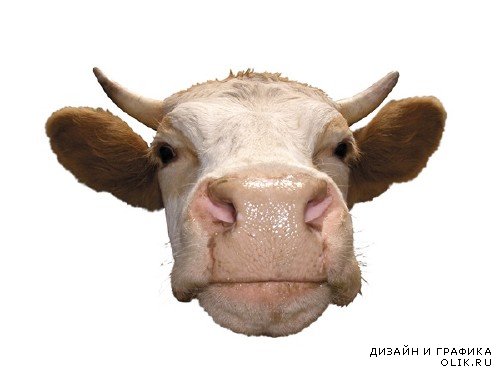 Домашний скот: Корова (подборка изображений)