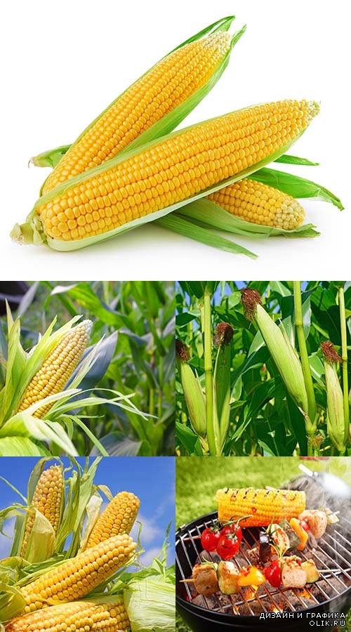Растровый клипарт - Кукуруза