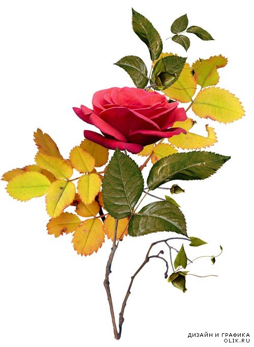 Осень в розовом саду - набор элементов для графических работ