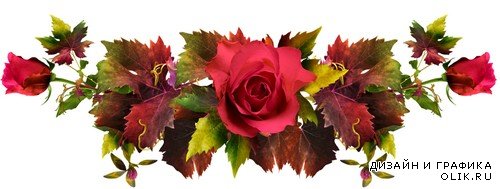 Осень в розовом саду - набор элементов для графических работ