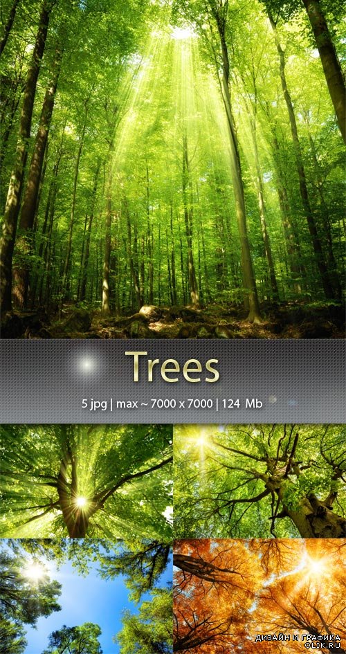 Деревья - Trees
