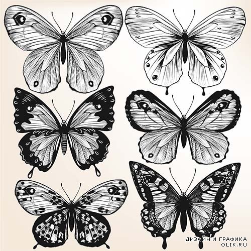 Векторный клипарт - Бабочки 5