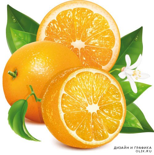 Векторный клипарт - Апельсин