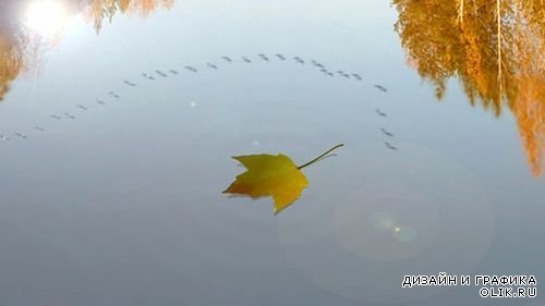 Видео футаж HD- Осенний лист