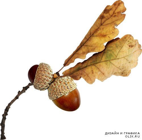 Плоды осени - орехи, жёлуди, ягоды на прозрачном фоне