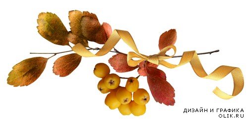Плоды осени - орехи, жёлуди, ягоды на прозрачном фоне