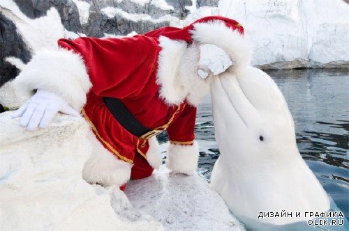  Шаблон мужской - Дед мороз с белым дельфином 