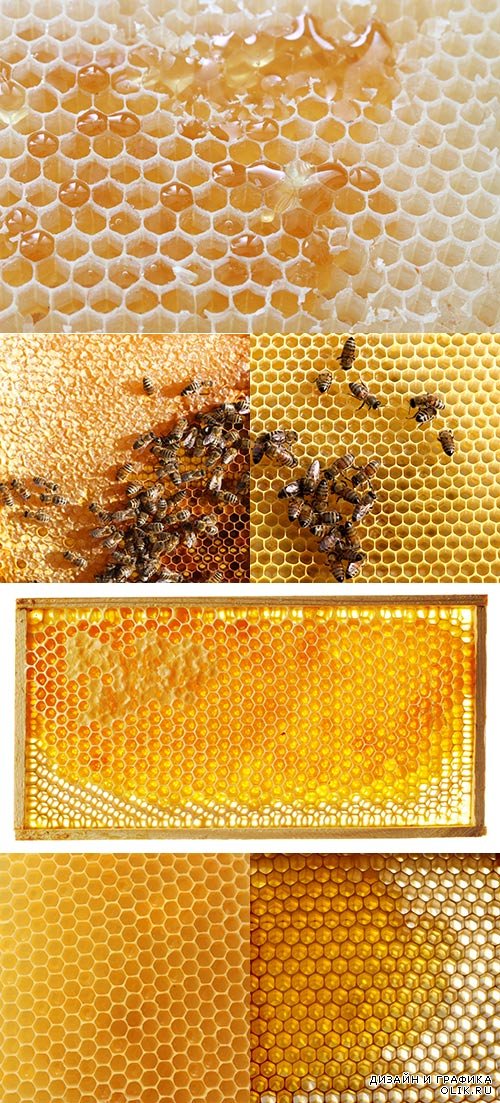 Растровый клипарт - Улей, мёд, пчёлы