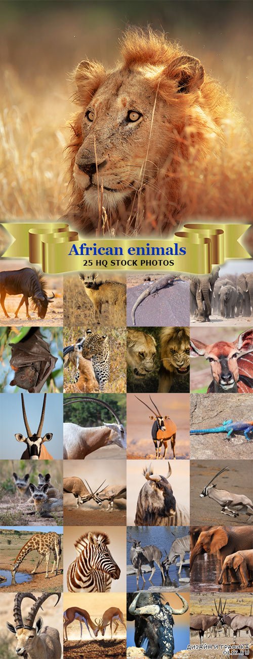 Качественные фотографии африканских животных