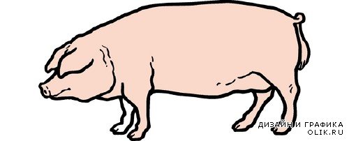 Свинья и хряк (векторные отрисовки)