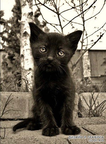 Черные котята (подборка фотографий)