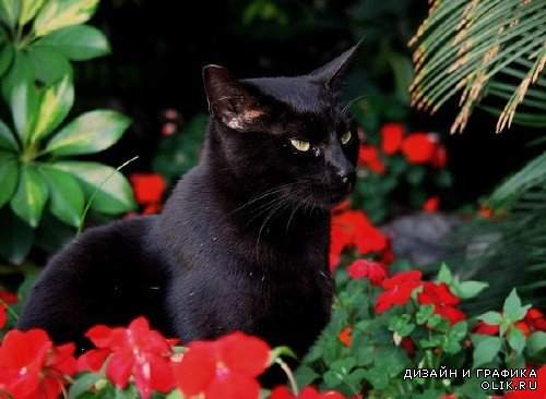 Черные котята (подборка фотографий)