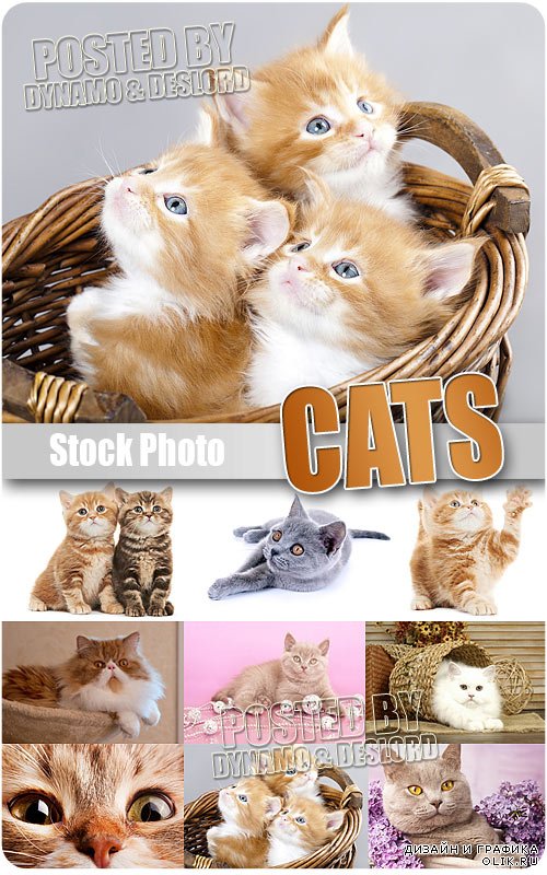 Коты и котята - Растровый клипарт