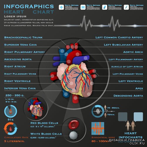 Infographics medical 13 pulse of the heart (vector)