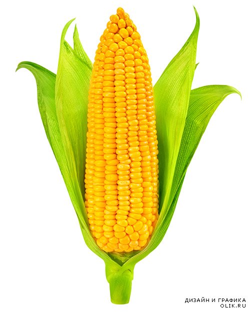 Растровый клипарт - Кукуруза 2
