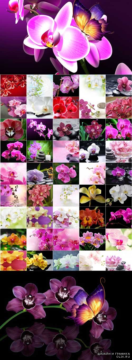 The charm of orchids