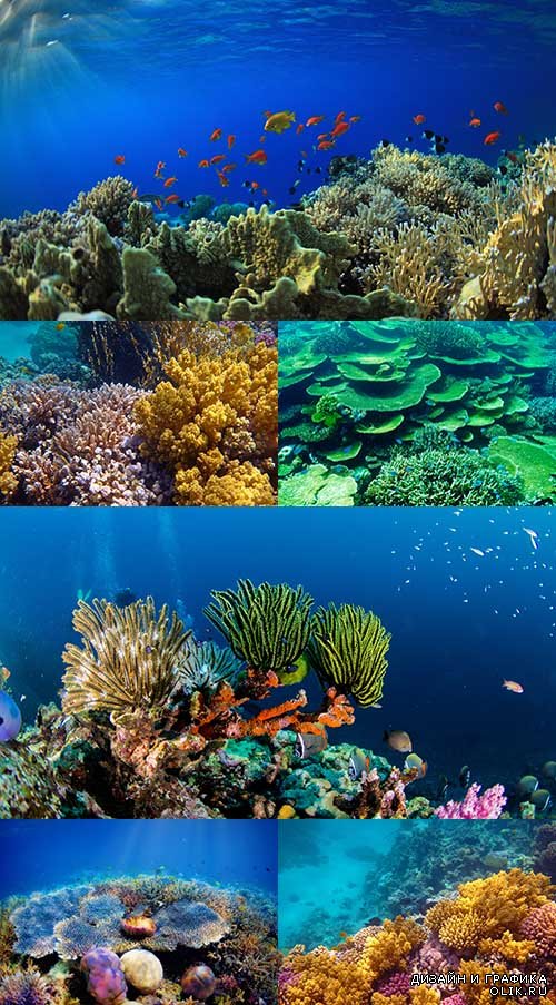 Растровый клипарт - Коралловые рифы