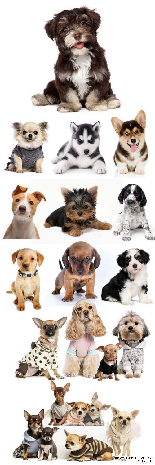 Funny puppies on a white background