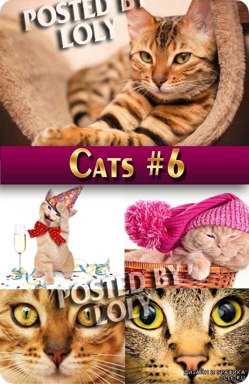 Чудесные котята #6 - Растровый клипарт