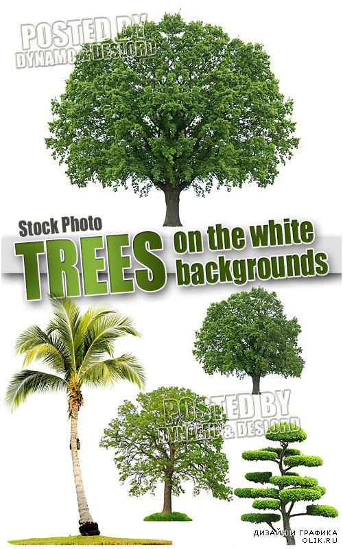 Деревья на белом фоне - Растровый клипарт