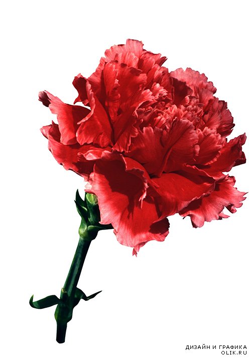Мега коллекция растровых клипартов Весенне-цветочный микс | Mega collection of raster clipart Spring flower mix